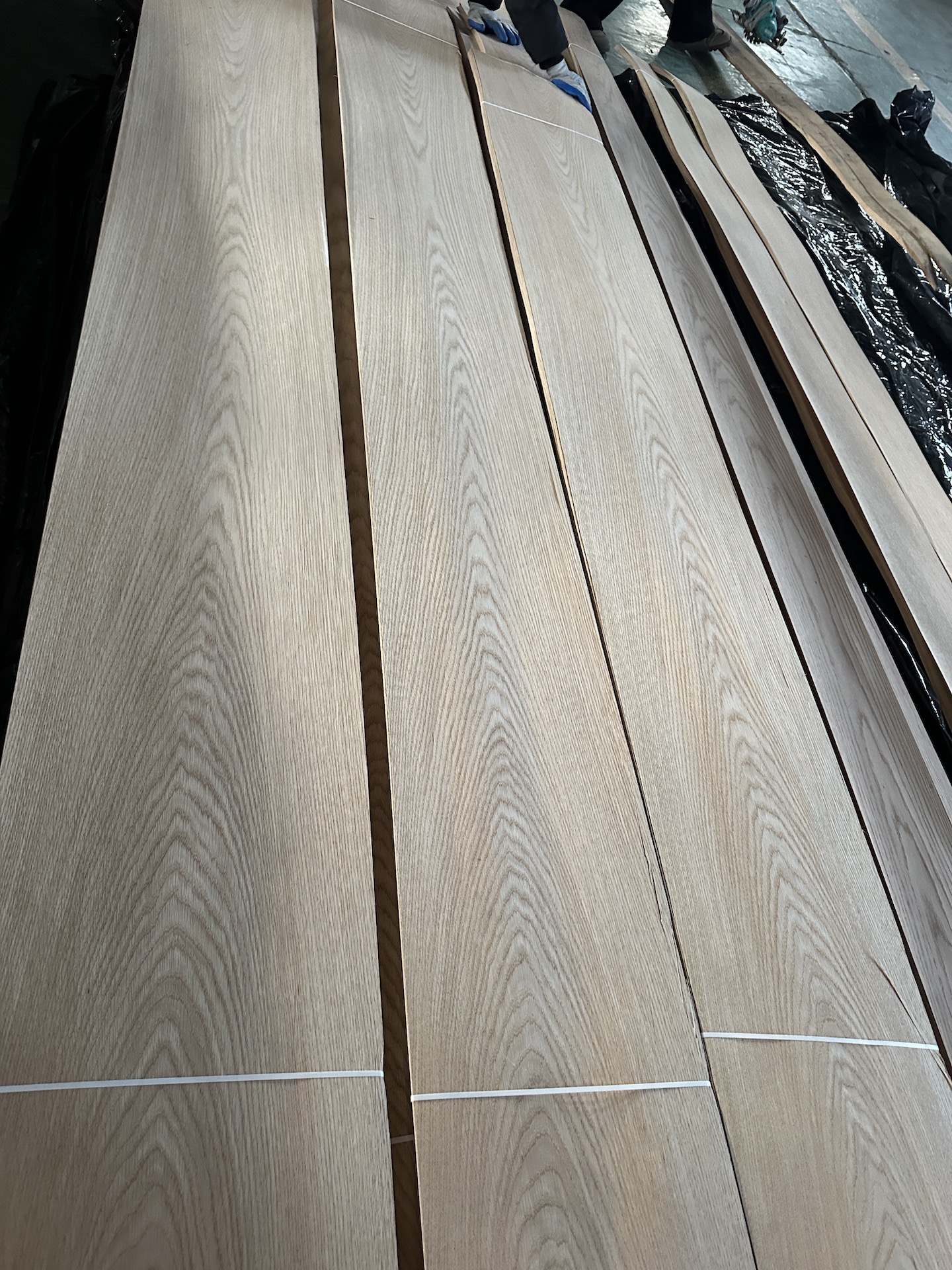 american white oak crown